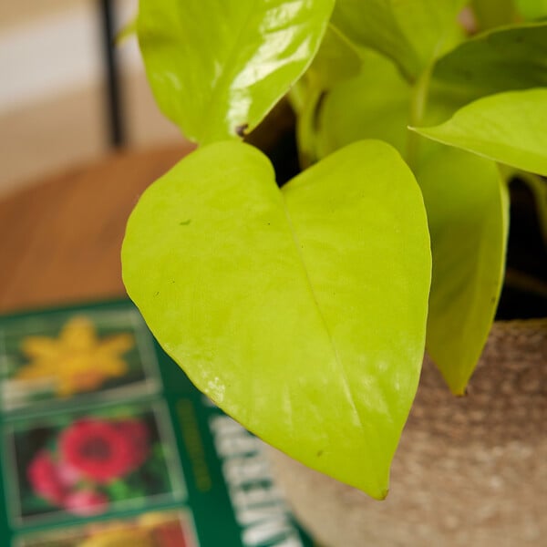 BLOOMIQUE - Scindapsus Epipremnum Golden Photos - Plante retombante - H. 15-20 cm - P. 12 cm - large