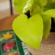 BLOOMIQUE - Scindapsus Epipremnum Golden Photos - Plante retombante - H. 15-20 cm - P. 12 cm - vignette