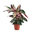 BLOOMIQUE - Calathea Triostar - Plante paon - Plantes d'intérieur - Purificateur d'air - H. 40-60 cm - vignette