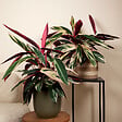 BLOOMIQUE - Calathea Triostar - Plante paon - Plantes d'intérieur - Purificateur d'air - H. 40-60 cm - vignette