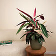 BLOOMIQUE - Calathea Triostar - Plante paon - Plantes d'intérieur - Purificateur d'air - H. 40-60 cm - vignette