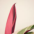 BLOOMIQUE - Calathea Triostar - Plante paon - Plantes d'intérieur - Purificateur d'air - H. 40-60 cm - vignette