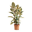 BLOOMIQUE - Ficus Elastica Tineke - Caoutchouc - Plante d'intérieur - Purificateur d'air - H. 90-110 cm - P. 27 - vignette
