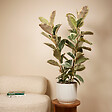 BLOOMIQUE - Ficus Elastica Tineke - Caoutchouc - Plante d'intérieur - Purificateur d'air - H. 90-110 cm - P. 27 - vignette