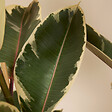BLOOMIQUE - Ficus Elastica Tineke - Caoutchouc - Plante d'intérieur - Purificateur d'air - H. 90-110 cm - P. 27 - vignette