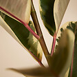 BLOOMIQUE - Ficus Elastica Tineke - Caoutchouc - Plante d'intérieur - Purificateur d'air - H. 90-110 cm - P. 27 - vignette