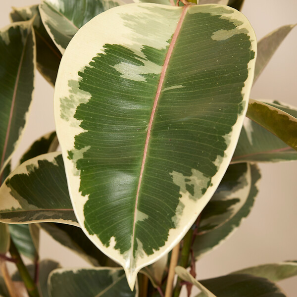BLOOMIQUE - Ficus Elastica Tineke - Caoutchouc - Plante d'intérieur - Purificateur d'air - H. 90-110 cm - P. 27 - large
