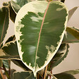 BLOOMIQUE - Ficus Elastica Tineke - Caoutchouc - Plante d'intérieur - Purificateur d'air - H. 90-110 cm - P. 27 - vignette