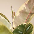 BLOOMIQUE - Ficus Elastica Tineke - Caoutchouc - Plante d'intérieur - Purificateur d'air - H. 90-110 cm - P. 27 - vignette