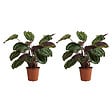 BLOOMIQUE - Lot de 2 - Calathea Medallion - Plante paon - Plantes d'intérieur - H. 70-90 cm - P. 19 cm - vignette