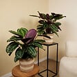 BLOOMIQUE - Lot de 2 - Calathea Medallion - Plante paon - Plantes d'intérieur - H. 70-90 cm - P. 19 cm - vignette