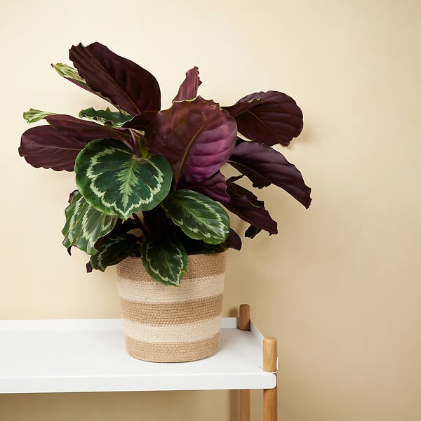 BLOOMIQUE - Lot de 2 - Calathea Medallion - Plante paon - Plantes d'intérieur - H. 70-90 cm - P. 19 cm - large