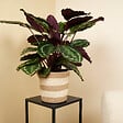 BLOOMIQUE - Lot de 2 - Calathea Medallion - Plante paon - Plantes d'intérieur - H. 70-90 cm - P. 19 cm - vignette