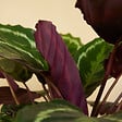 BLOOMIQUE - Lot de 2 - Calathea Medallion - Plante paon - Plantes d'intérieur - H. 70-90 cm - P. 19 cm - vignette