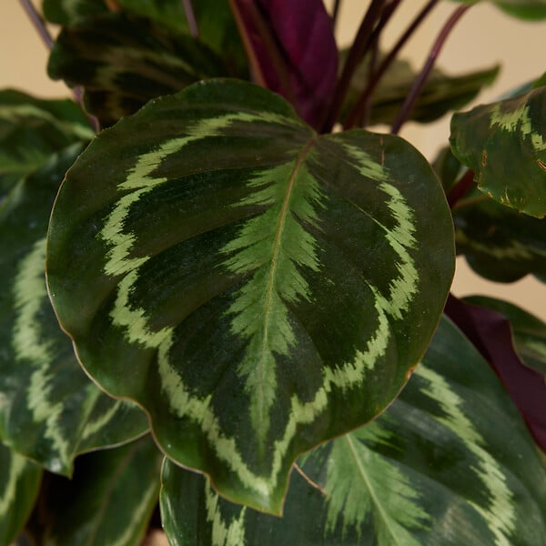 BLOOMIQUE - Lot de 2 - Calathea Medallion - Plante paon - Plantes d'intérieur - H. 70-90 cm - P. 19 cm - large
