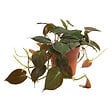 BLOOMIQUE - Philodendron Scandens Micans - Plante retombante - H. 15-20 cm - P. 12 cm - vignette
