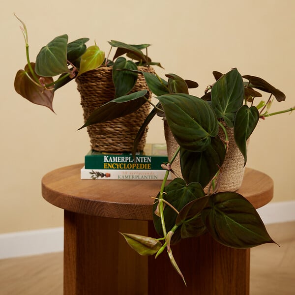 BLOOMIQUE - Philodendron Scandens Micans - Plante retombante - H. 15-20 cm - P. 12 cm - large