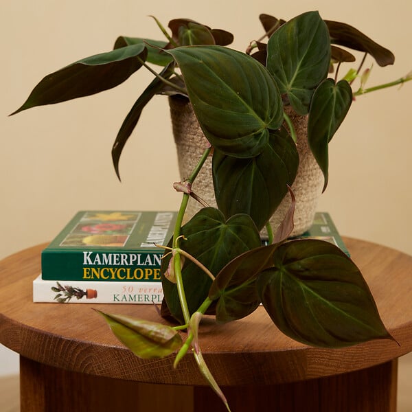 BLOOMIQUE - Philodendron Scandens Micans - Plante retombante - H. 15-20 cm - P. 12 cm - large