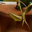 BLOOMIQUE - Philodendron Scandens Micans - Plante retombante - H. 15-20 cm - P. 12 cm - vignette