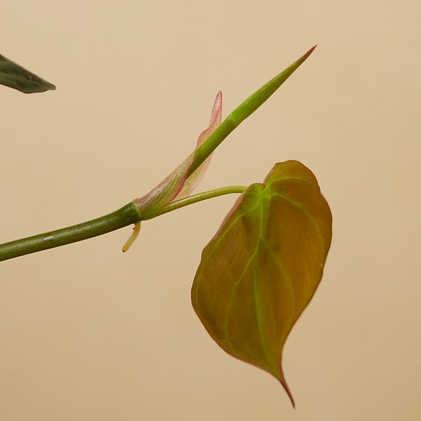BLOOMIQUE - Philodendron Scandens Micans - Plante retombante - H. 15-20 cm - P. 12 cm - large