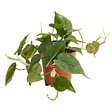 BLOOMIQUE - Philodendron Scandens - Plante retombante - H. 15-20 cm - P. 12 cm - vignette