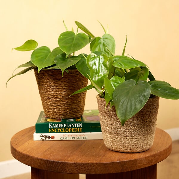 BLOOMIQUE - Philodendron Scandens - Plante retombante - H. 15-20 cm - P. 12 cm - large
