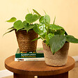 BLOOMIQUE - Philodendron Scandens - Plante retombante - H. 15-20 cm - P. 12 cm - vignette