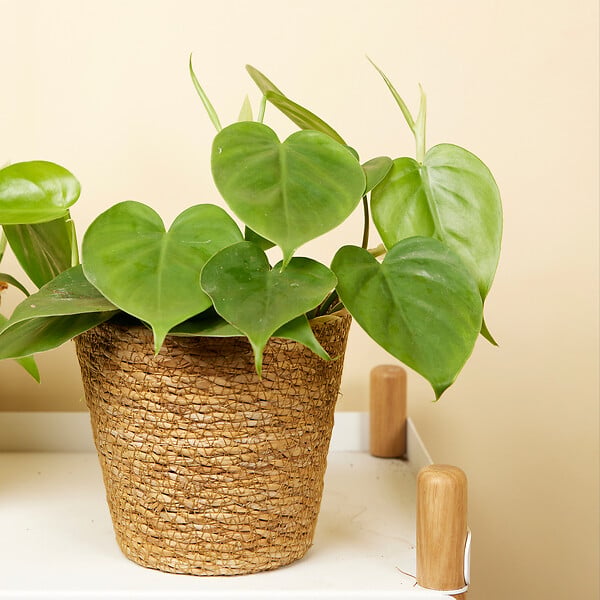 BLOOMIQUE - Philodendron Scandens - Plante retombante - H. 15-20 cm - P. 12 cm - large