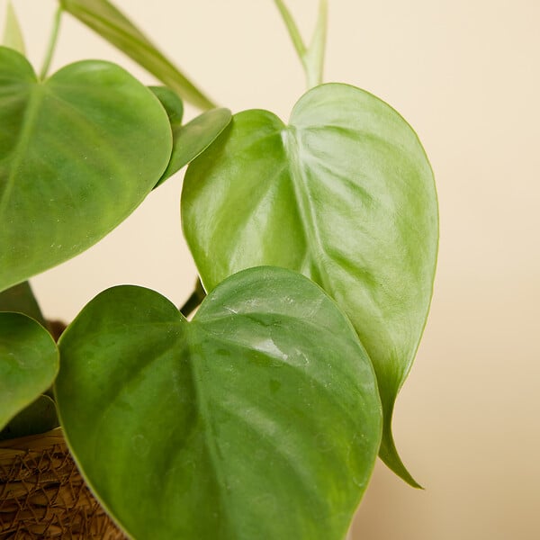 BLOOMIQUE - Philodendron Scandens - Plante retombante - H. 15-20 cm - P. 12 cm - large