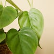 BLOOMIQUE - Philodendron Scandens - Plante retombante - H. 15-20 cm - P. 12 cm - vignette