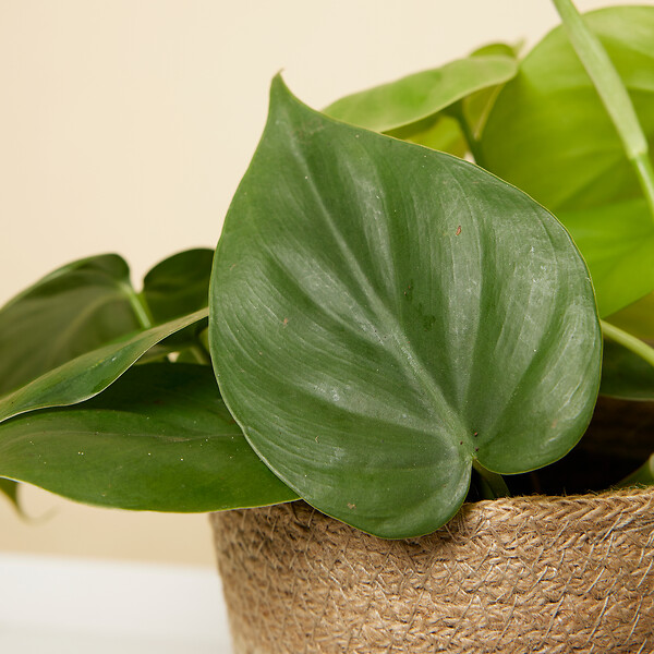 BLOOMIQUE - Philodendron Scandens - Plante retombante - H. 15-20 cm - P. 12 cm - large