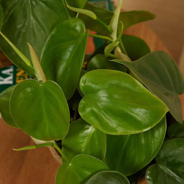 BLOOMIQUE - Philodendron Scandens - Plante retombante - H. 15-20 cm - P. 12 cm - large