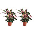 BLOOMIQUE - Lot de 2 - Calathea Triostar - Plante paon - Plantes d'intérieur - Purificateur d'air - H. 40-60 cm - vignette
