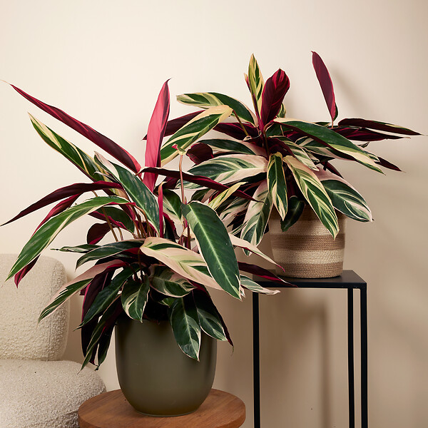 BLOOMIQUE - Lot de 2 - Calathea Triostar - Plante paon - Plantes d'intérieur - Purificateur d'air - H. 40-60 cm - large