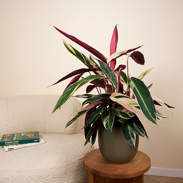 BLOOMIQUE - Lot de 2 - Calathea Triostar - Plante paon - Plantes d'intérieur - Purificateur d'air - H. 40-60 cm - large