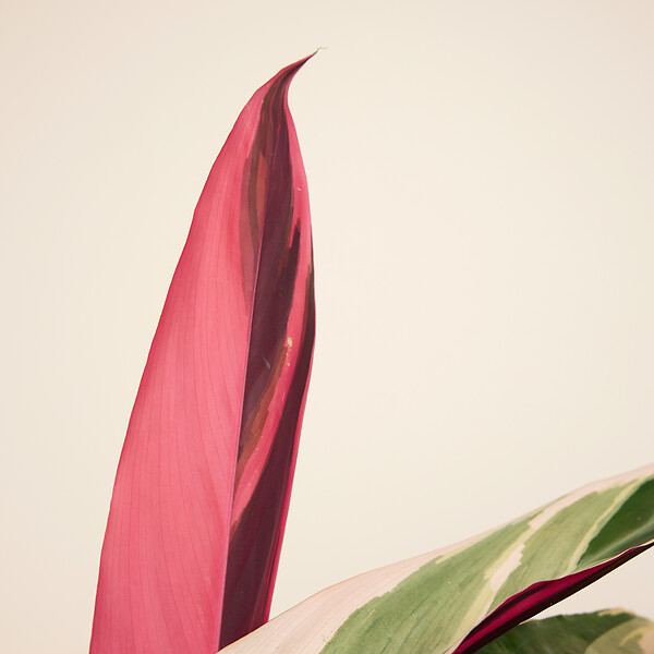 BLOOMIQUE - Lot de 2 - Calathea Triostar - Plante paon - Plantes d'intérieur - Purificateur d'air - H. 40-60 cm - large