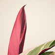 BLOOMIQUE - Lot de 2 - Calathea Triostar - Plante paon - Plantes d'intérieur - Purificateur d'air - H. 40-60 cm - vignette