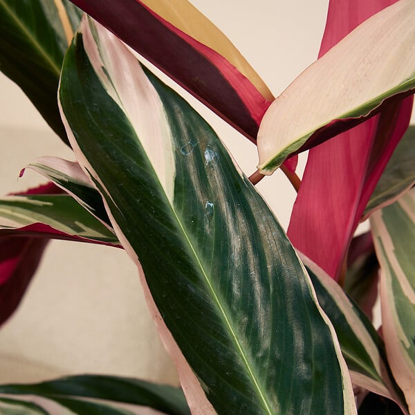 BLOOMIQUE - Lot de 2 - Calathea Triostar - Plante paon - Plantes d'intérieur - Purificateur d'air - H. 40-60 cm - large