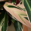 BLOOMIQUE - Lot de 2 - Calathea Triostar - Plante paon - Plantes d'intérieur - Purificateur d'air - H. 40-60 cm - vignette