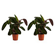 BLOOMIQUE - Lot de 2 - Calathea Warscewiczii - Plante paon - Plantes d'intérieur - H. 50-70 cm - vignette