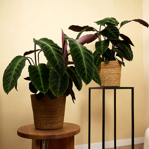 BLOOMIQUE - Lot de 2 - Calathea Warscewiczii - Plante paon - Plantes d'intérieur - H. 50-70 cm - large
