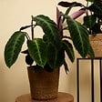 BLOOMIQUE - Lot de 2 - Calathea Warscewiczii - Plante paon - Plantes d'intérieur - H. 50-70 cm - vignette