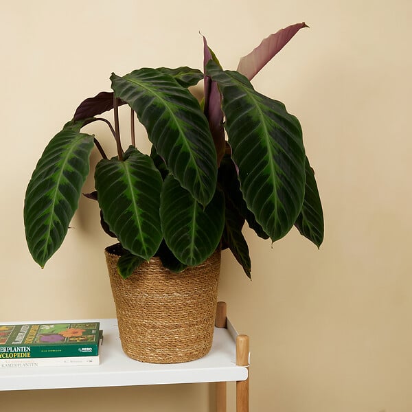 BLOOMIQUE - Lot de 2 - Calathea Warscewiczii - Plante paon - Plantes d'intérieur - H. 50-70 cm - large