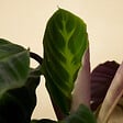 BLOOMIQUE - Lot de 2 - Calathea Warscewiczii - Plante paon - Plantes d'intérieur - H. 50-70 cm - vignette