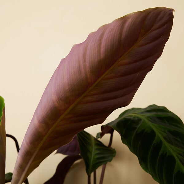 BLOOMIQUE - Lot de 2 - Calathea Warscewiczii - Plante paon - Plantes d'intérieur - H. 50-70 cm - large