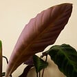 BLOOMIQUE - Lot de 2 - Calathea Warscewiczii - Plante paon - Plantes d'intérieur - H. 50-70 cm - vignette