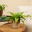 BLOOMIQUE - Asplenium Antiquum - Fougère nid d'oiseau - Plante d'intérieur - Purificateur d'air - H. 20-30 cm - vignette