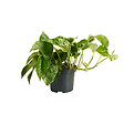 BLOOMIQUE - Epipremnum Marble Queen - Plante retombante - H. 15-20 cm - P. 12 cm - vignette
