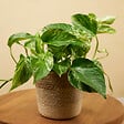 BLOOMIQUE - Epipremnum Marble Queen - Plante retombante - H. 15-20 cm - P. 12 cm - vignette