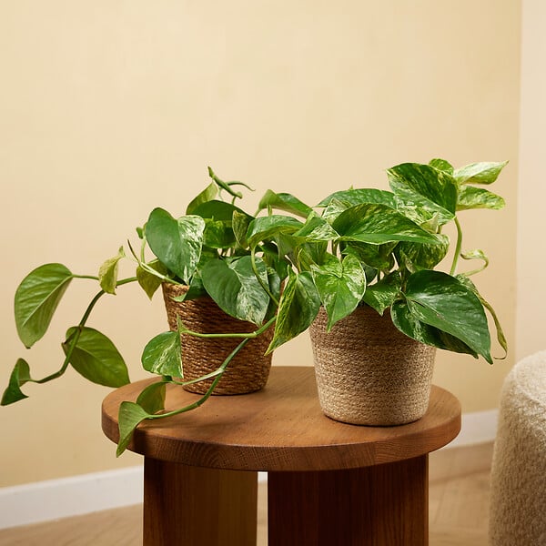 BLOOMIQUE - Epipremnum Marble Queen - Plante retombante - H. 15-20 cm - P. 12 cm - large
